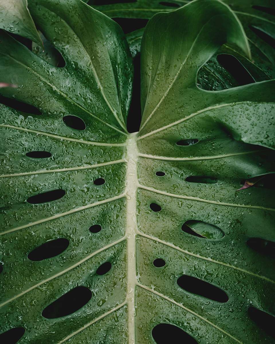 plant green leaf plant green