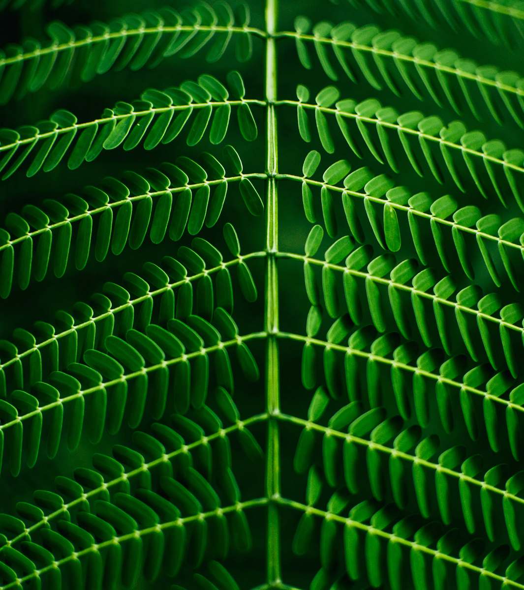 green macro photography of green leafed plant plant