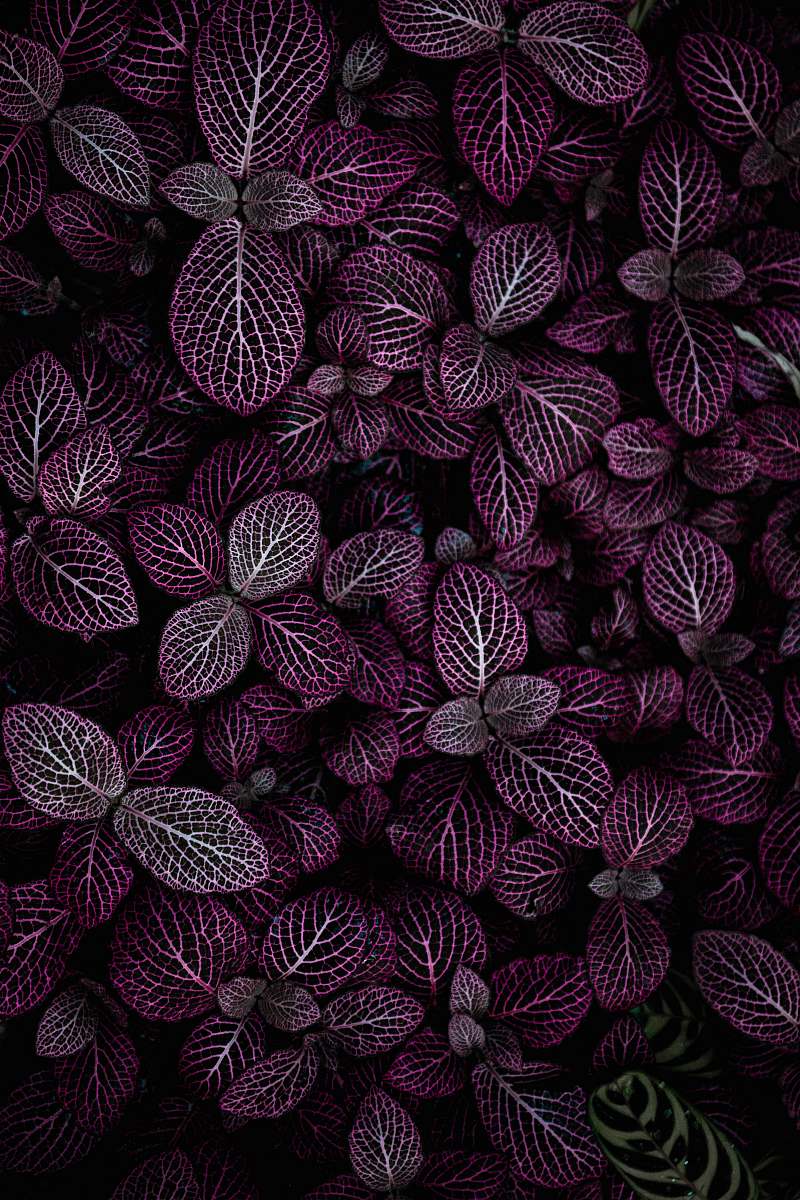 purple purple leafed plant field plant