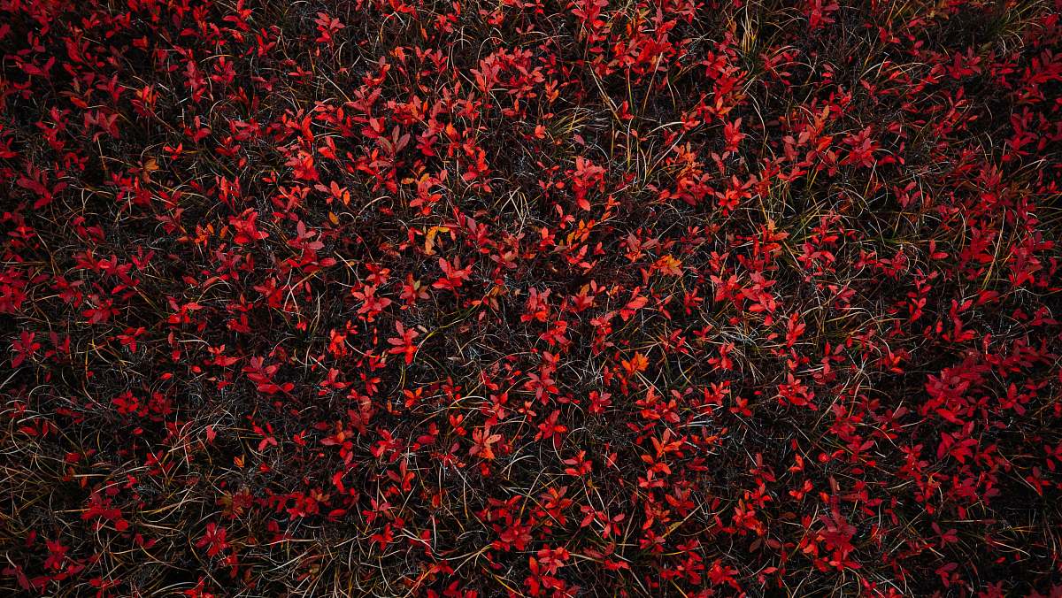 outdoors red petaled flower mountain