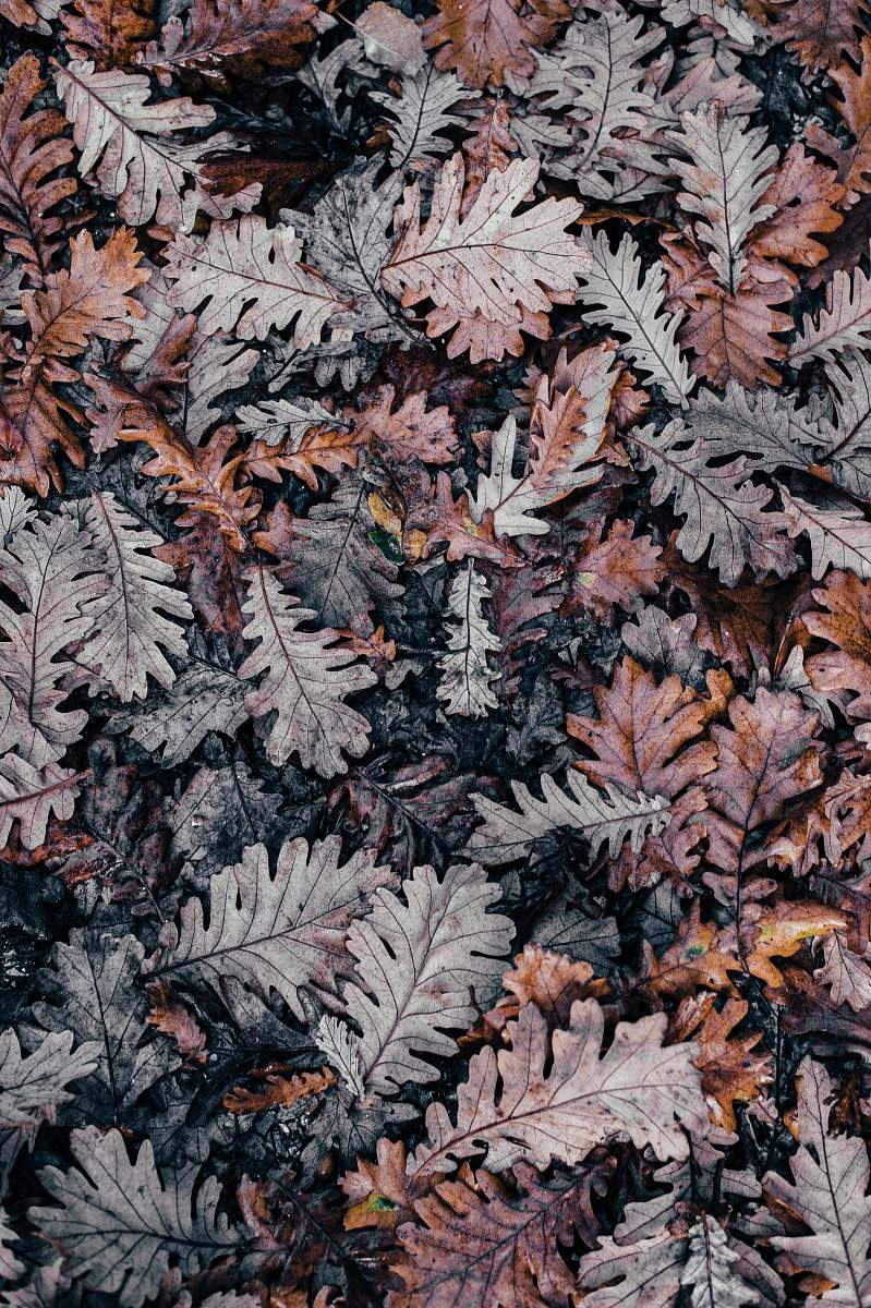 autumn selective photography of dried leaf fall