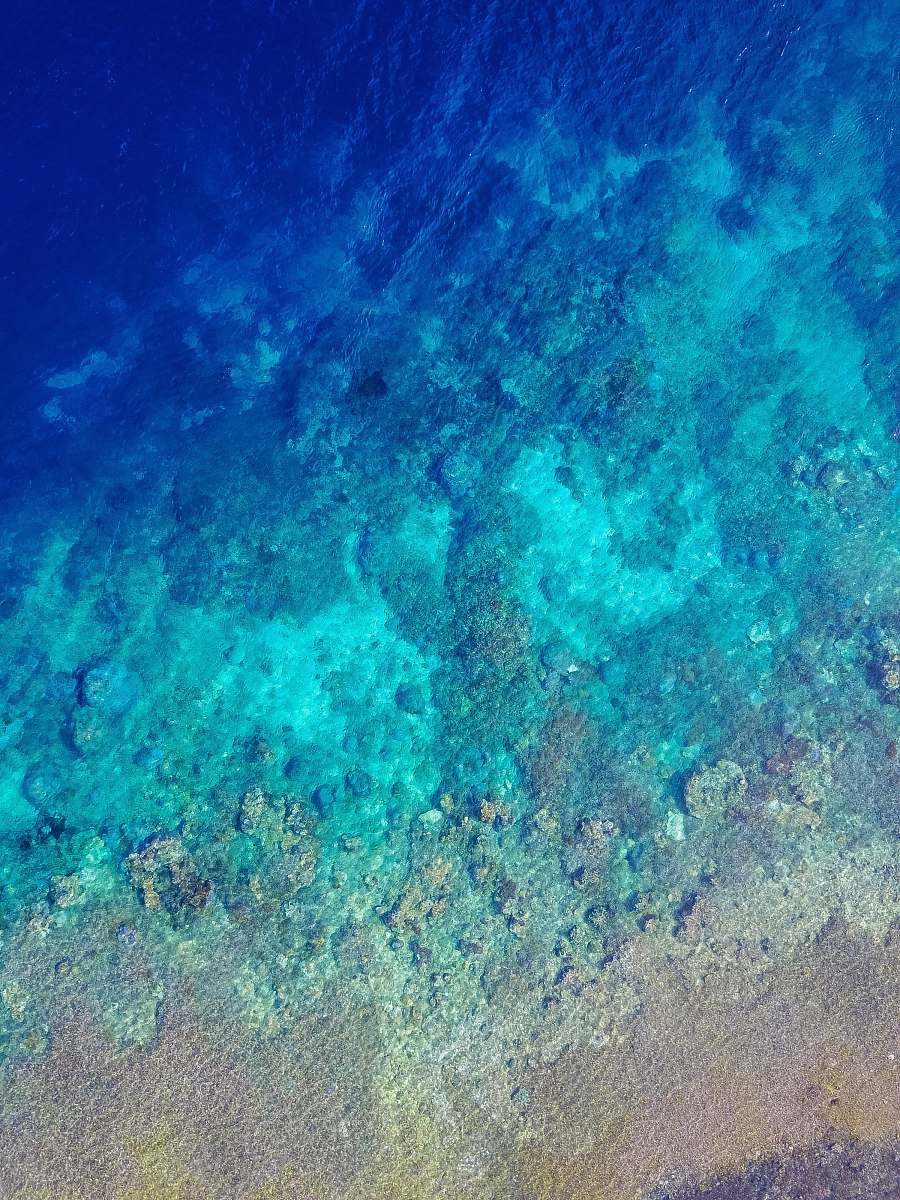 nature flat-way photograph of underwater corrals sea life