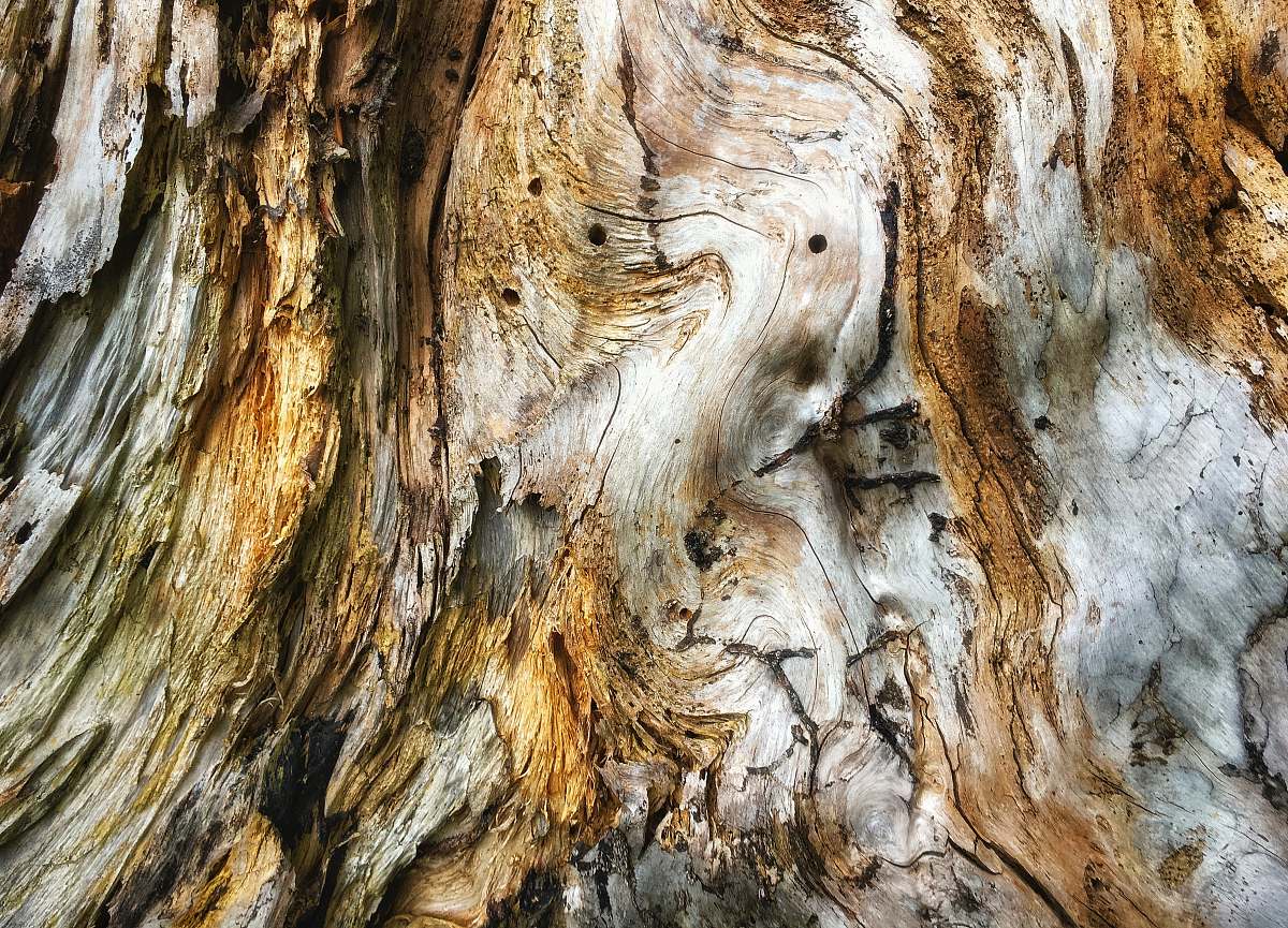 tree  tree trunk