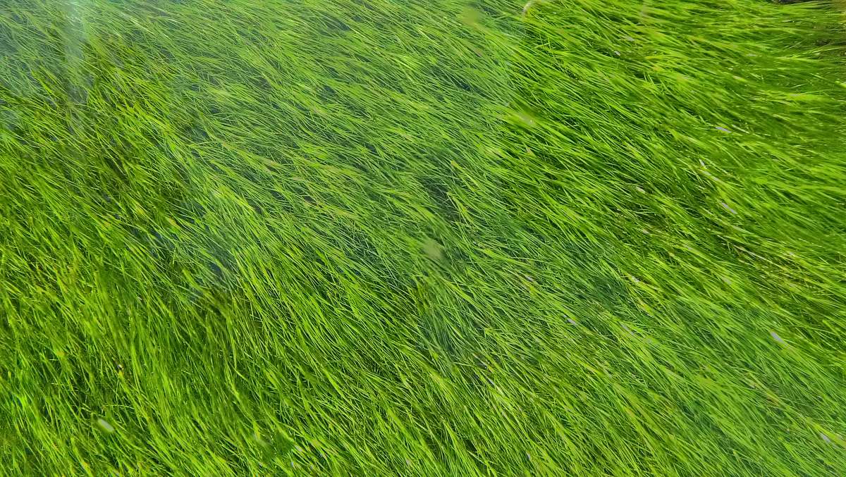 green green grass field grass