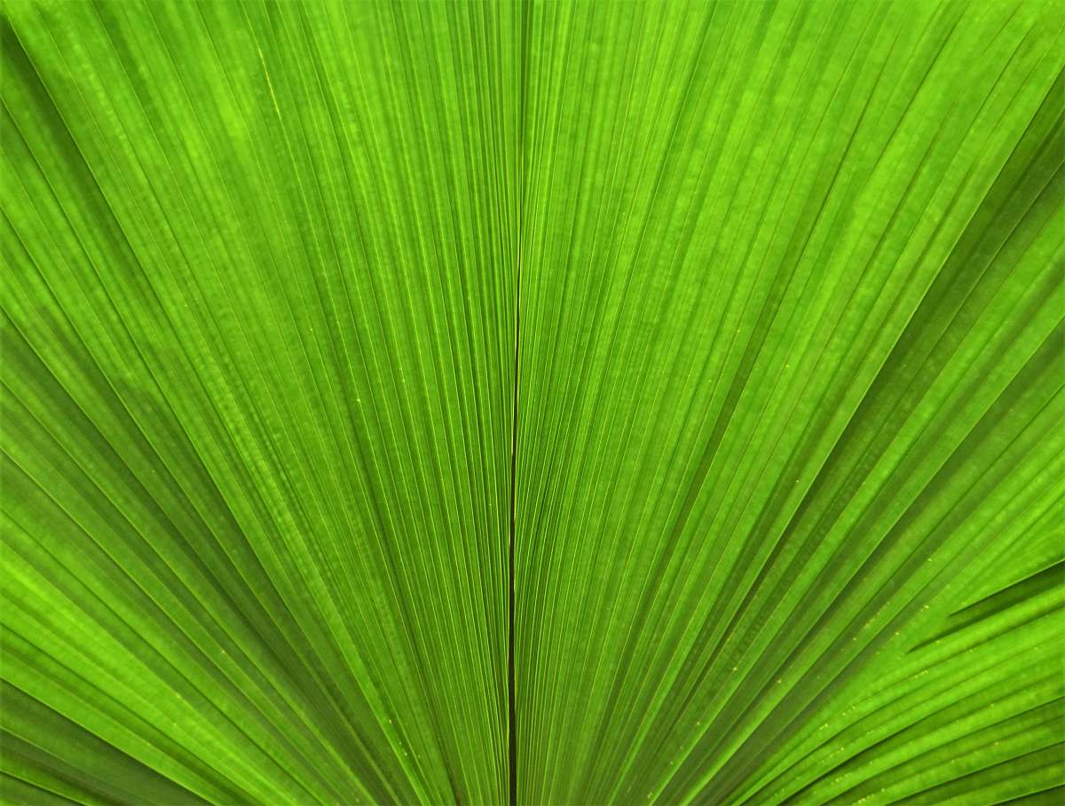 green green leaf in close up photography leaf