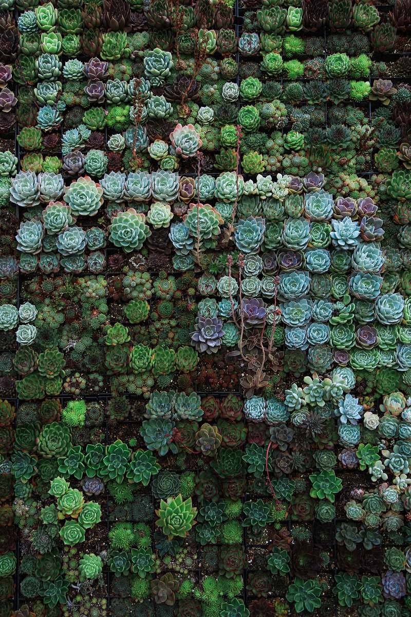 nature top view of flower field green