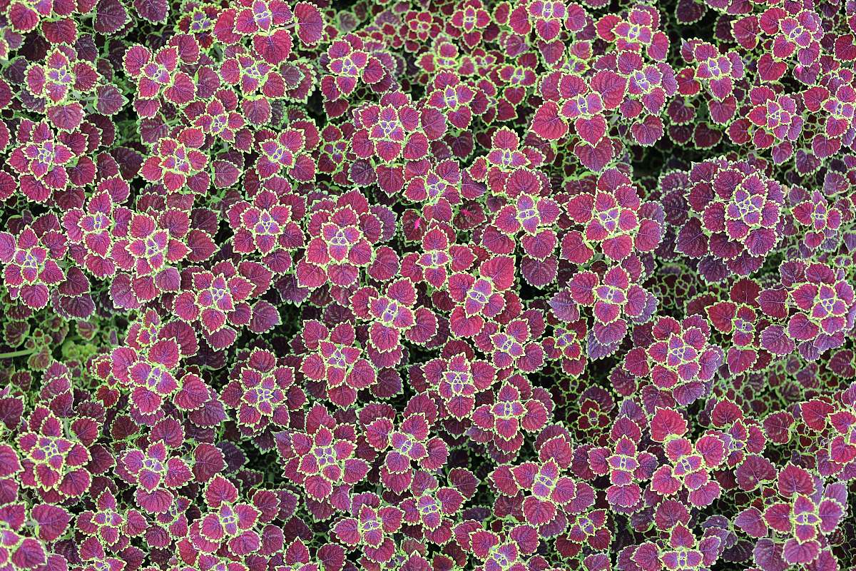 blossom pink-petaled flowers flower