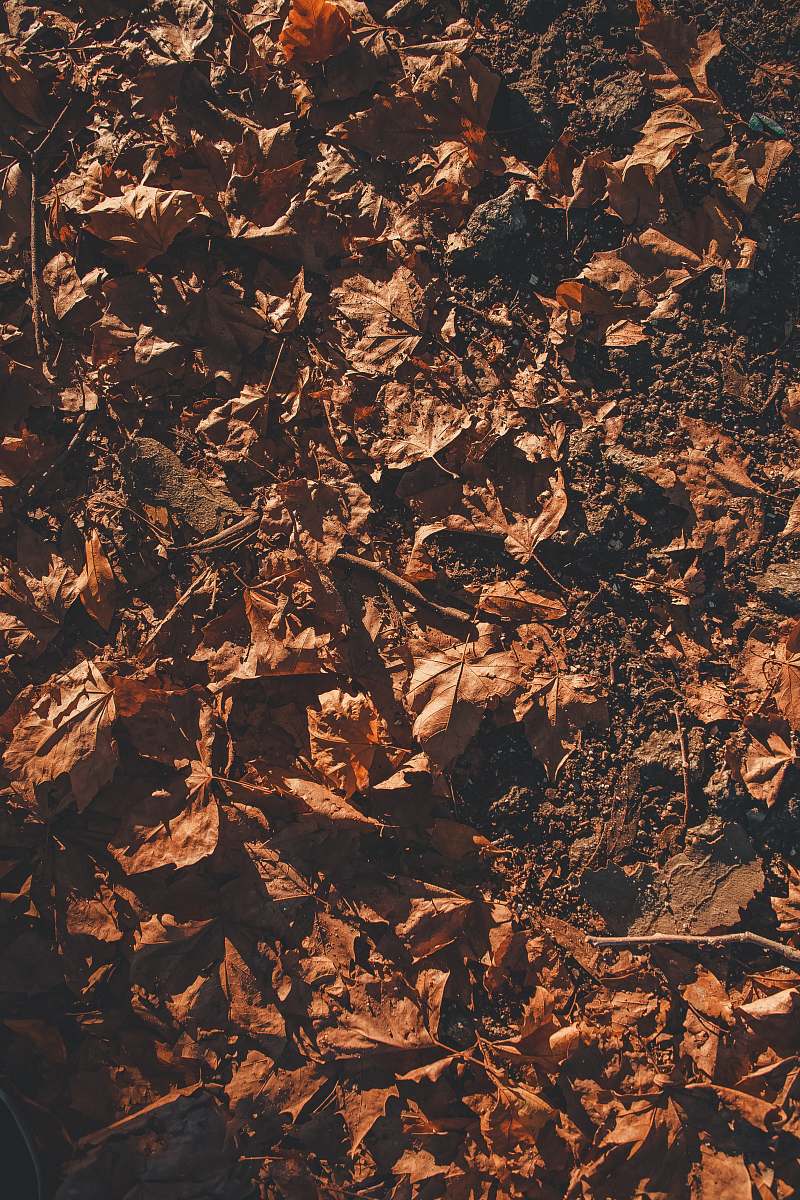 military macro photography of brown leaves on ground military uniform