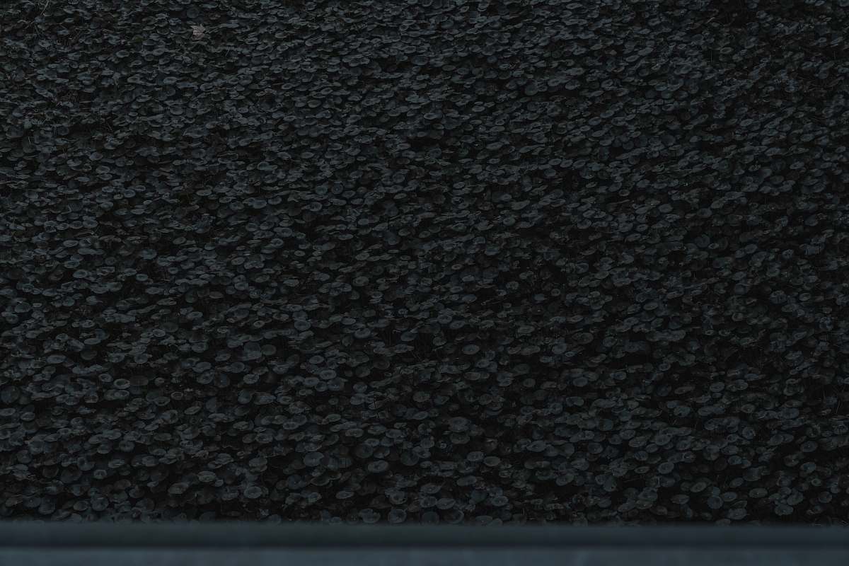 texture  black