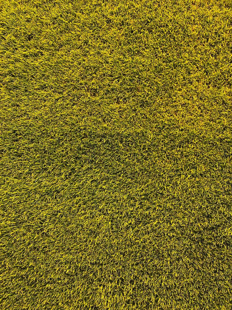 grass  bayarena