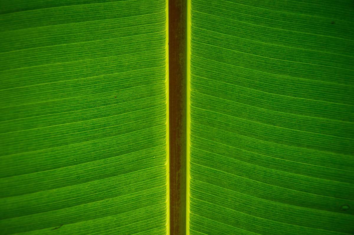 green banana leaf leaf