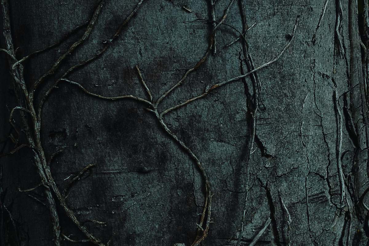 slate black tree branch on black textile rock