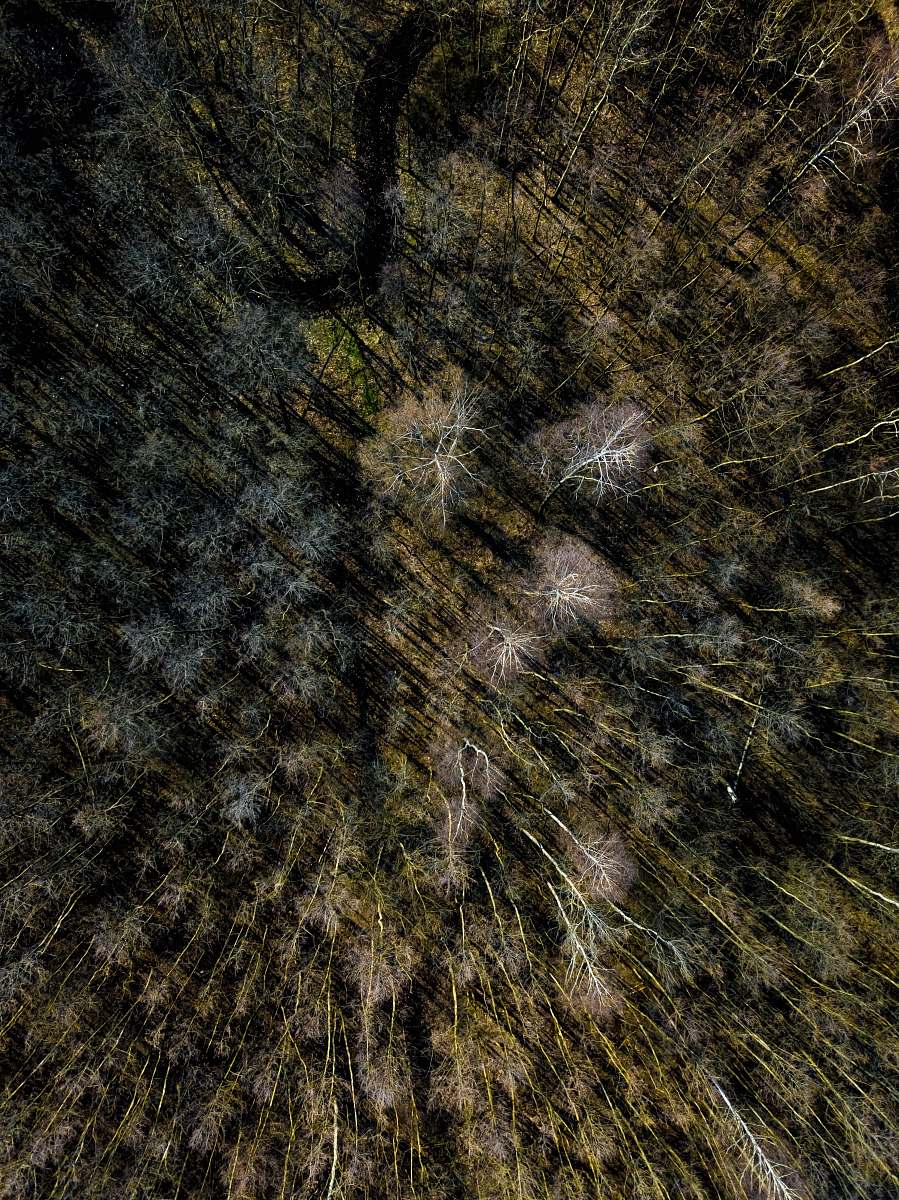 ground brown and gray tree trunk rock