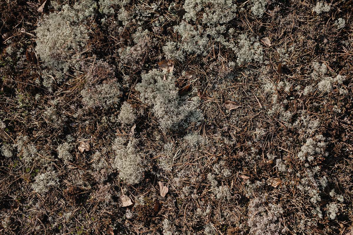 ground brown dried leaves on ground rock