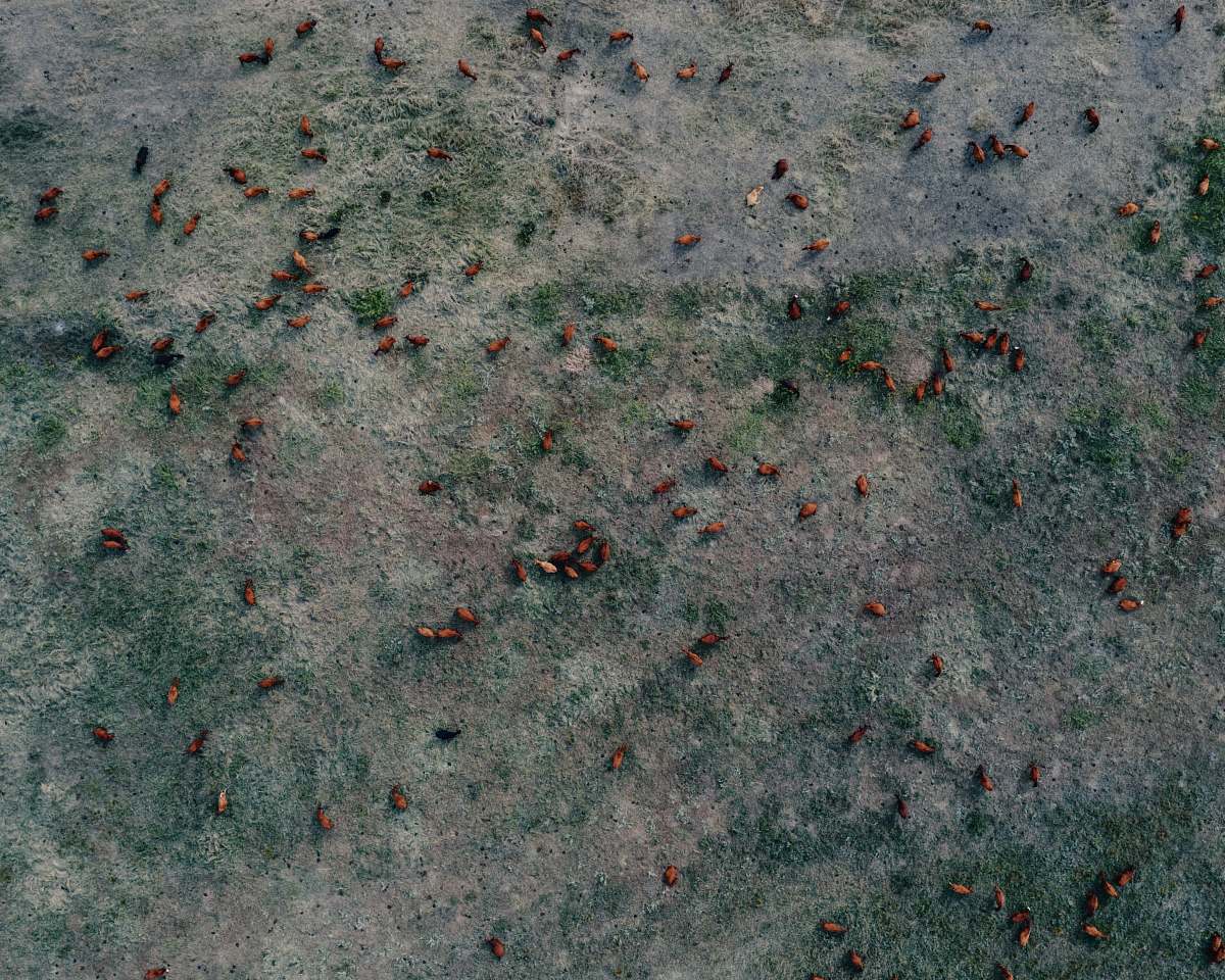 grey brown insects ground