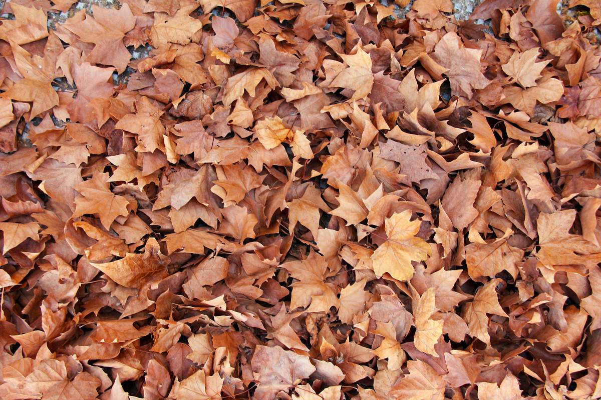 fall brown leaves autumn