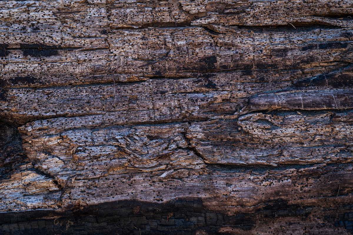 wood brown tree bark rock
