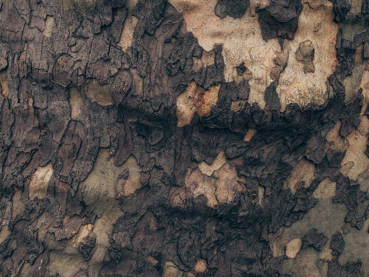 nature brown tree trunk cave