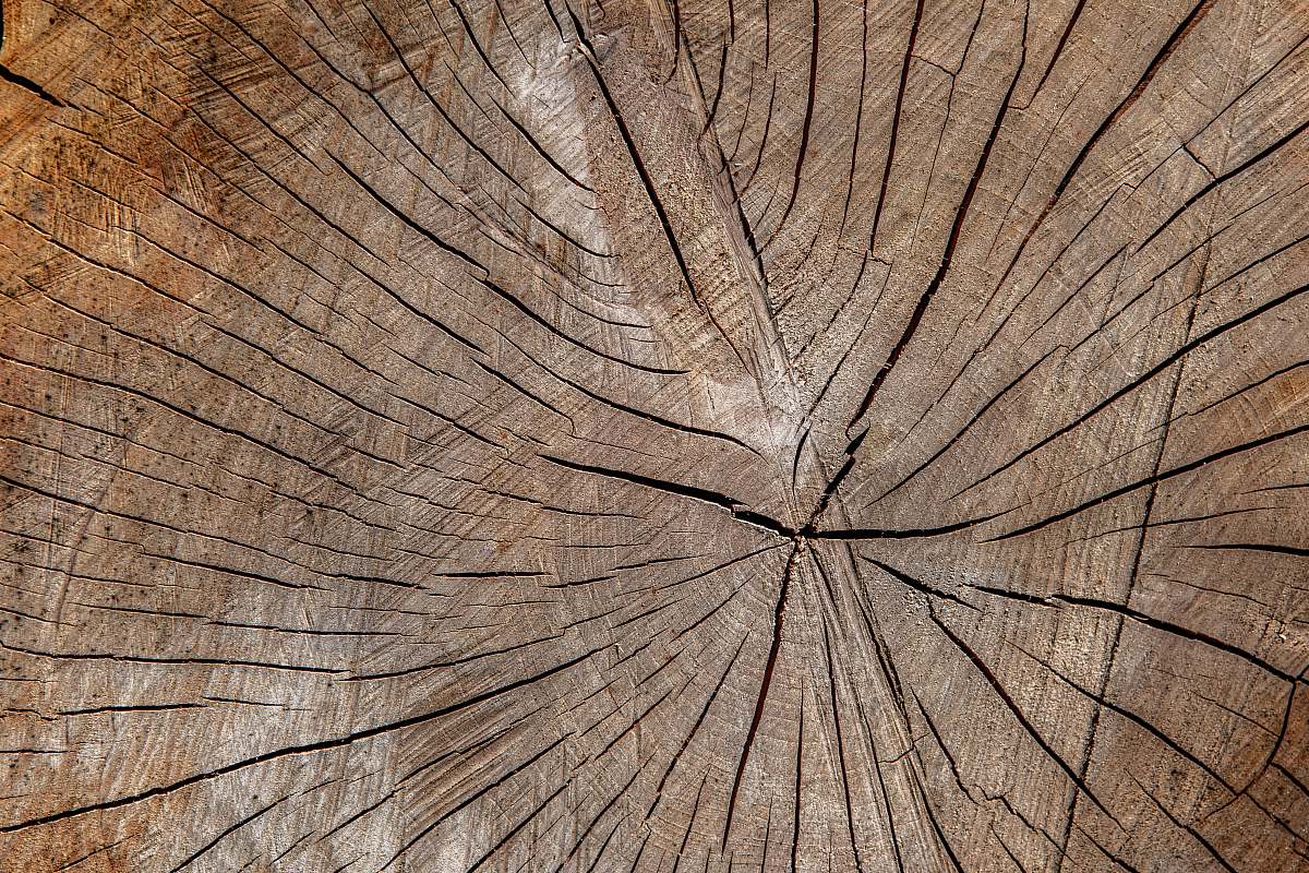 plant brown wooden surface close-up photography wood