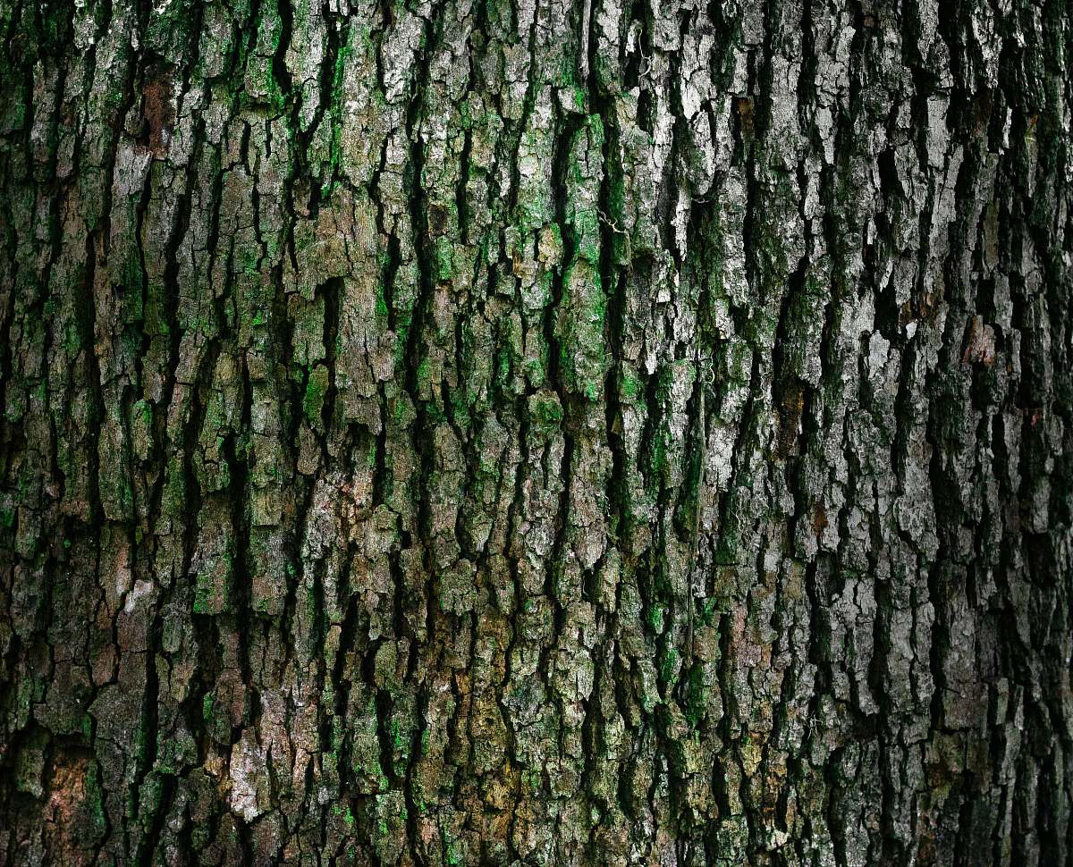 nature closeup photo of log tree