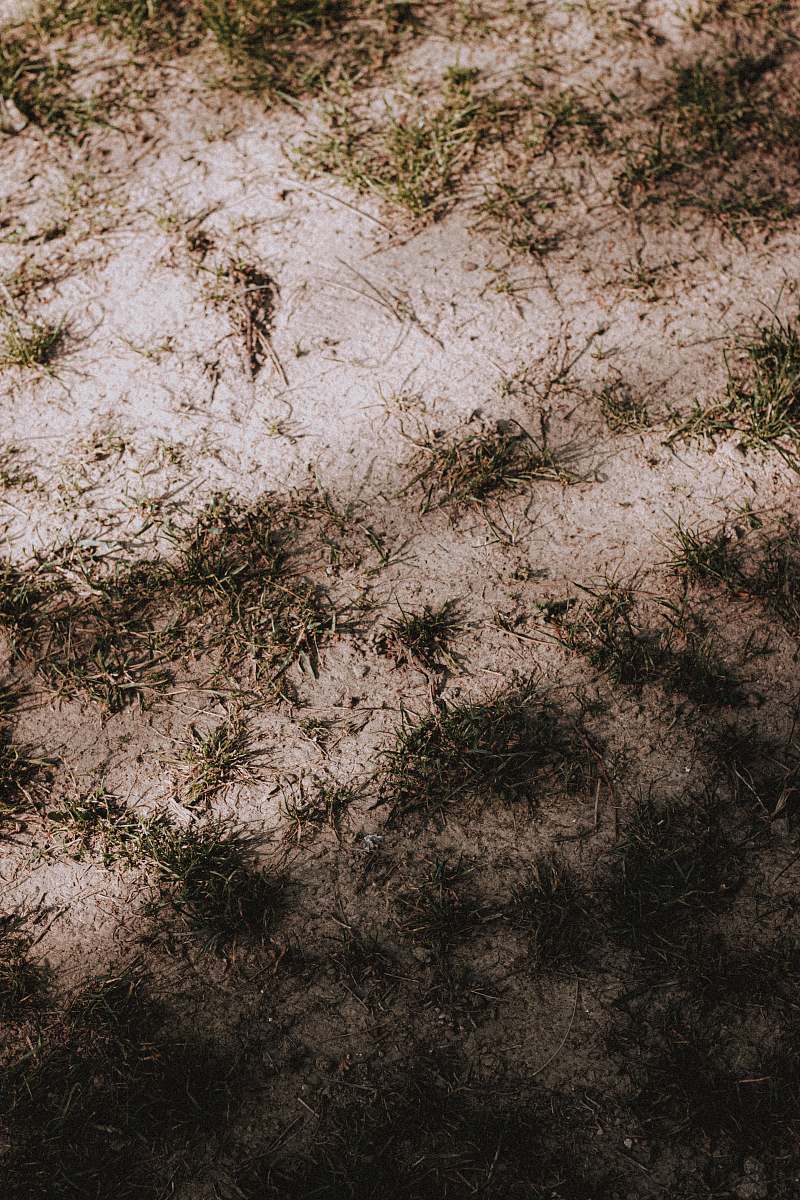nature gray scale photo of grass france