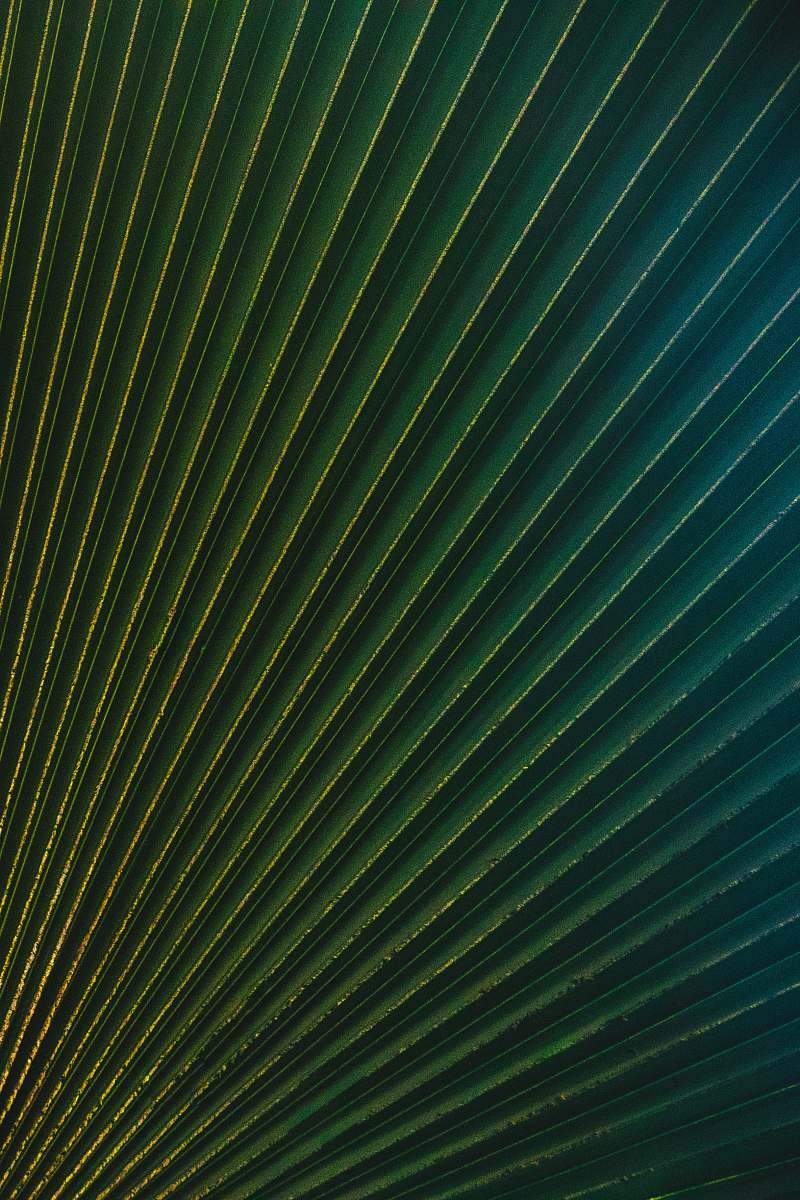 green green and blue striped textile plant