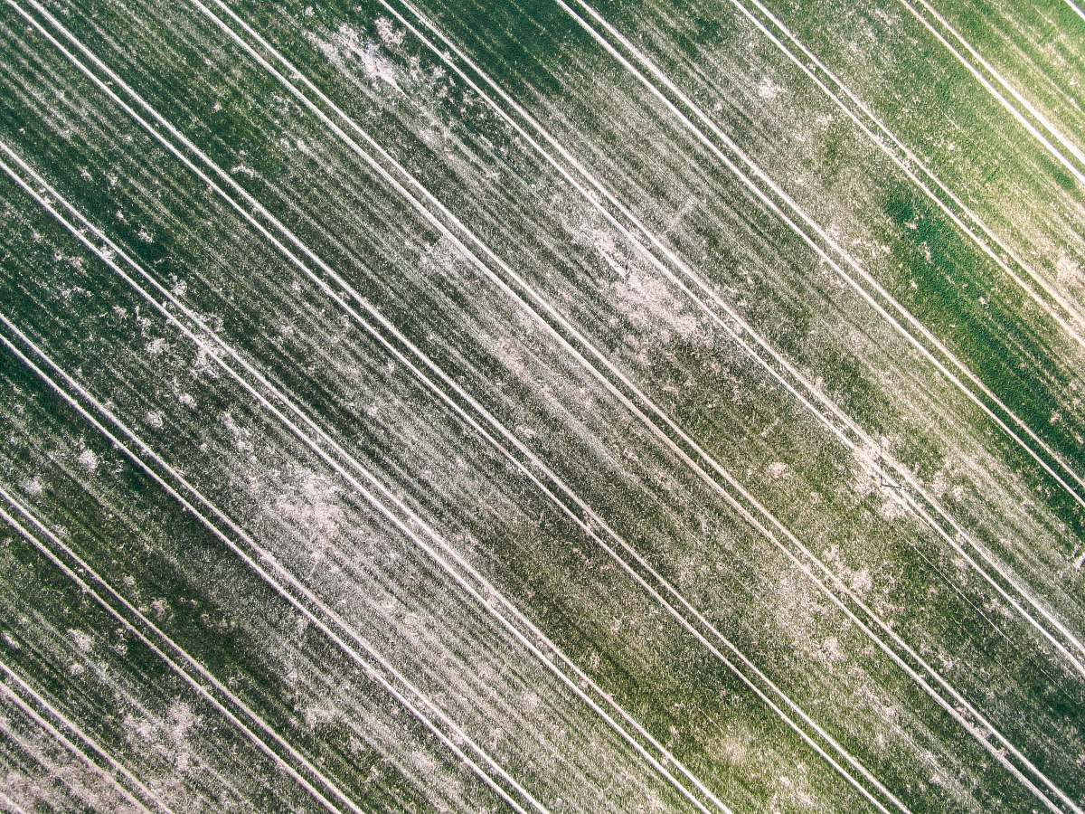 nature green and white wooden surface damvant