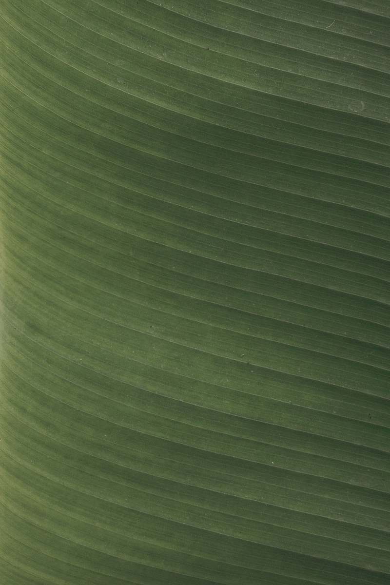 Immerse yourself in the beauty of nature with this striking close-up image of a vibrant green leaf. The intricate details and rich textures capture the essence of freshness and vitality, making it perfect for projects related to environmental themes, sustainability, botanical studies, or even health and wellness. Use this image to enhance your blog posts, presentations, or as a stunning backdrop for promotional materials.