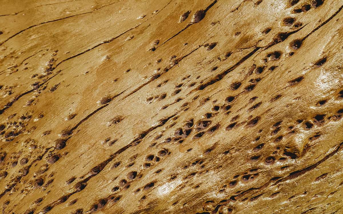 wood holes on brown wooden surface querétaro