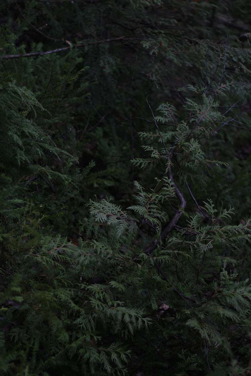 tree person in front of trees conifer