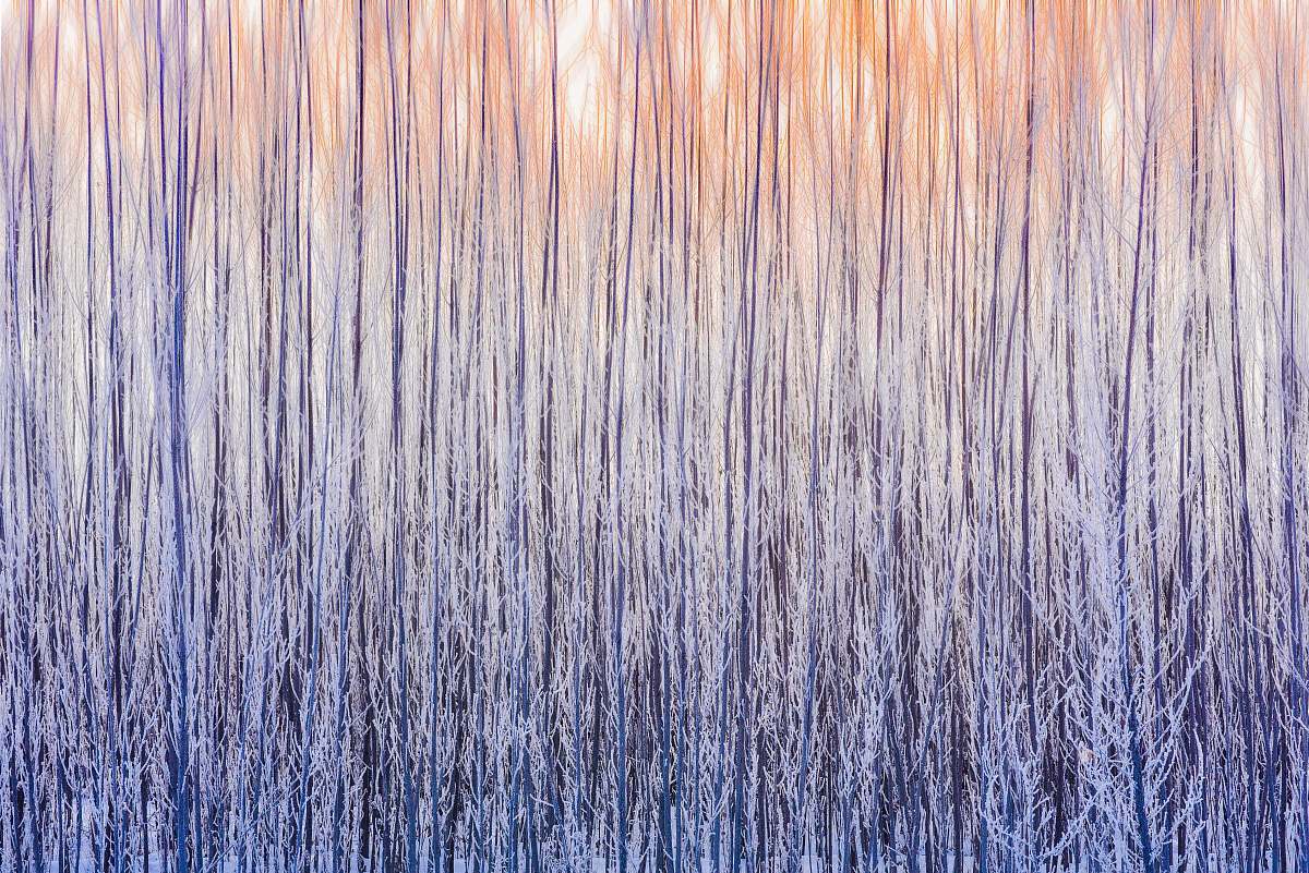 sunset purple trees painting background