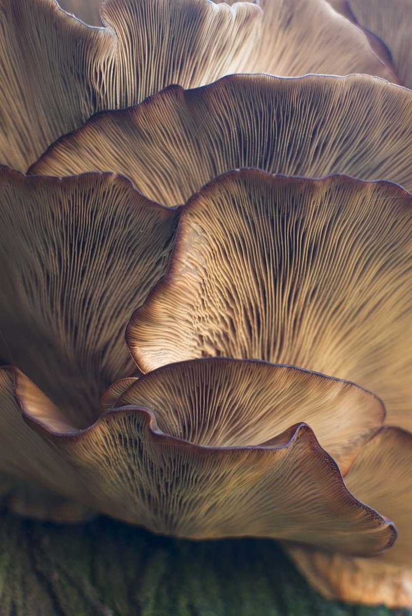 plant selective focus photo of mushroom mushroom