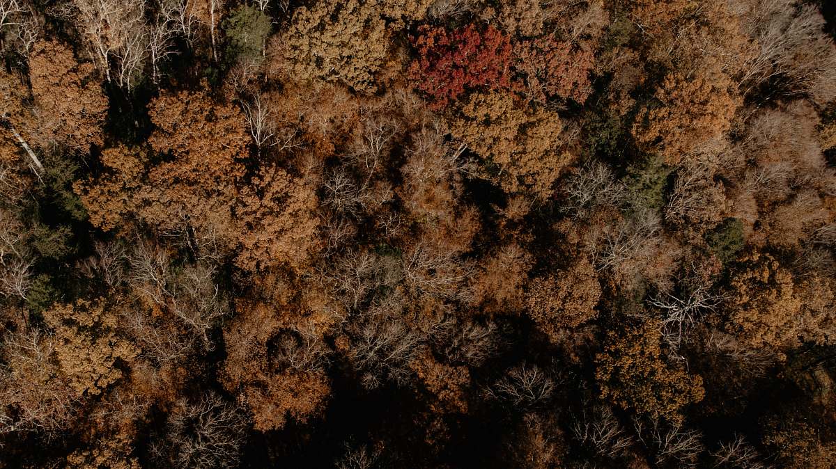 ground top-view photography of tree rock