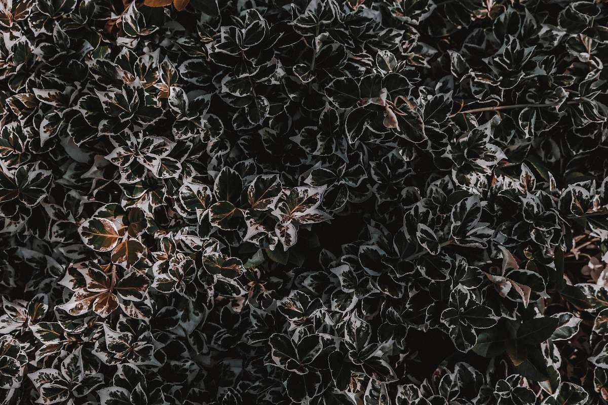 rock white-green leafed plants nature