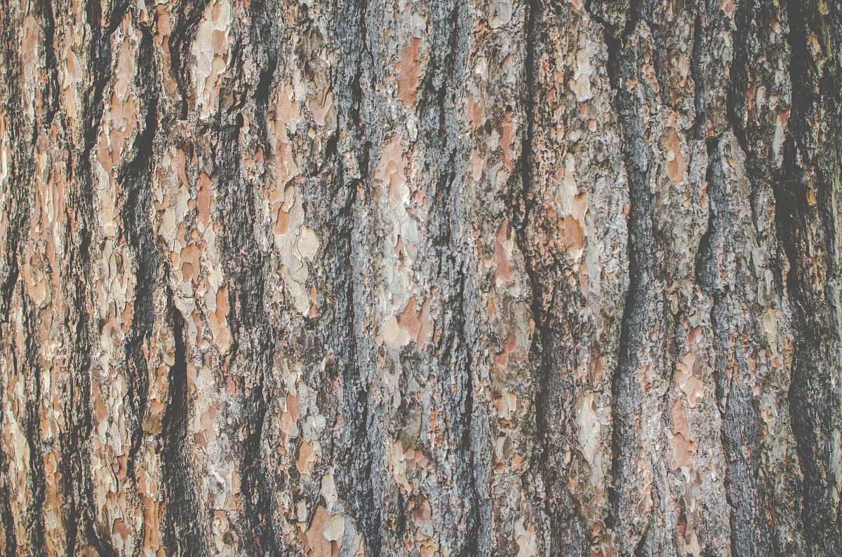 plant tree bark tree trunk