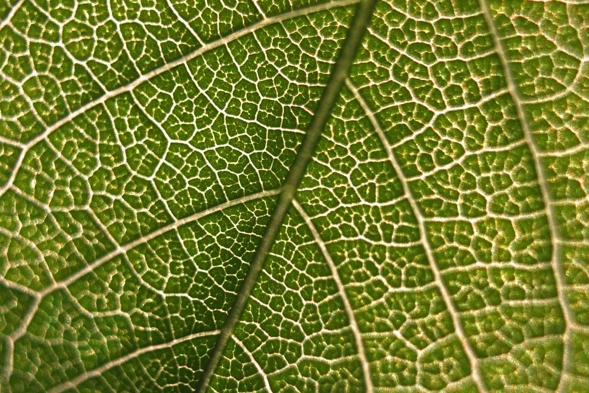 nature close-up photography of green leaf plant