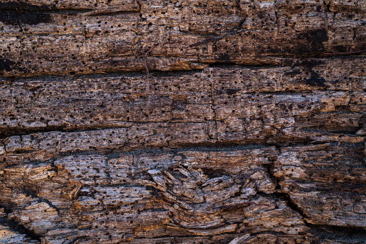 rock brown wooden board plant