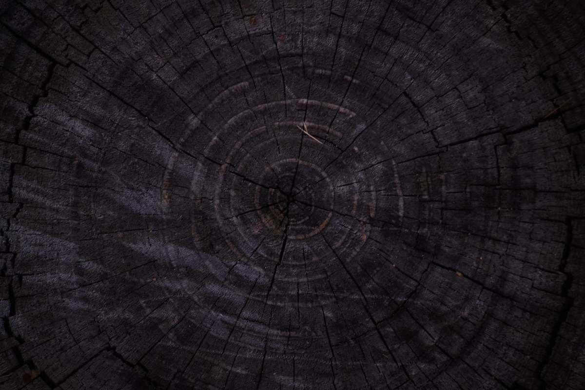 plant tree stomp tree