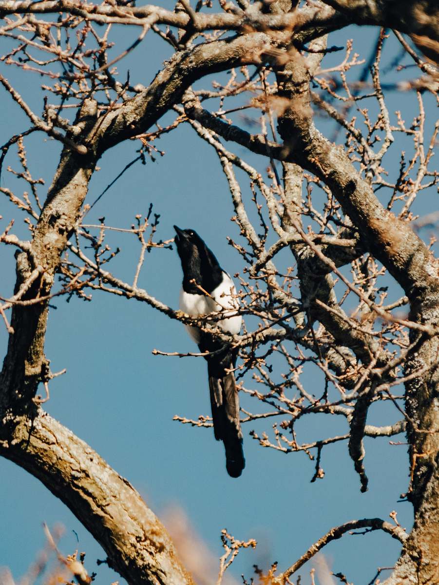 bird bird on tree branch crow