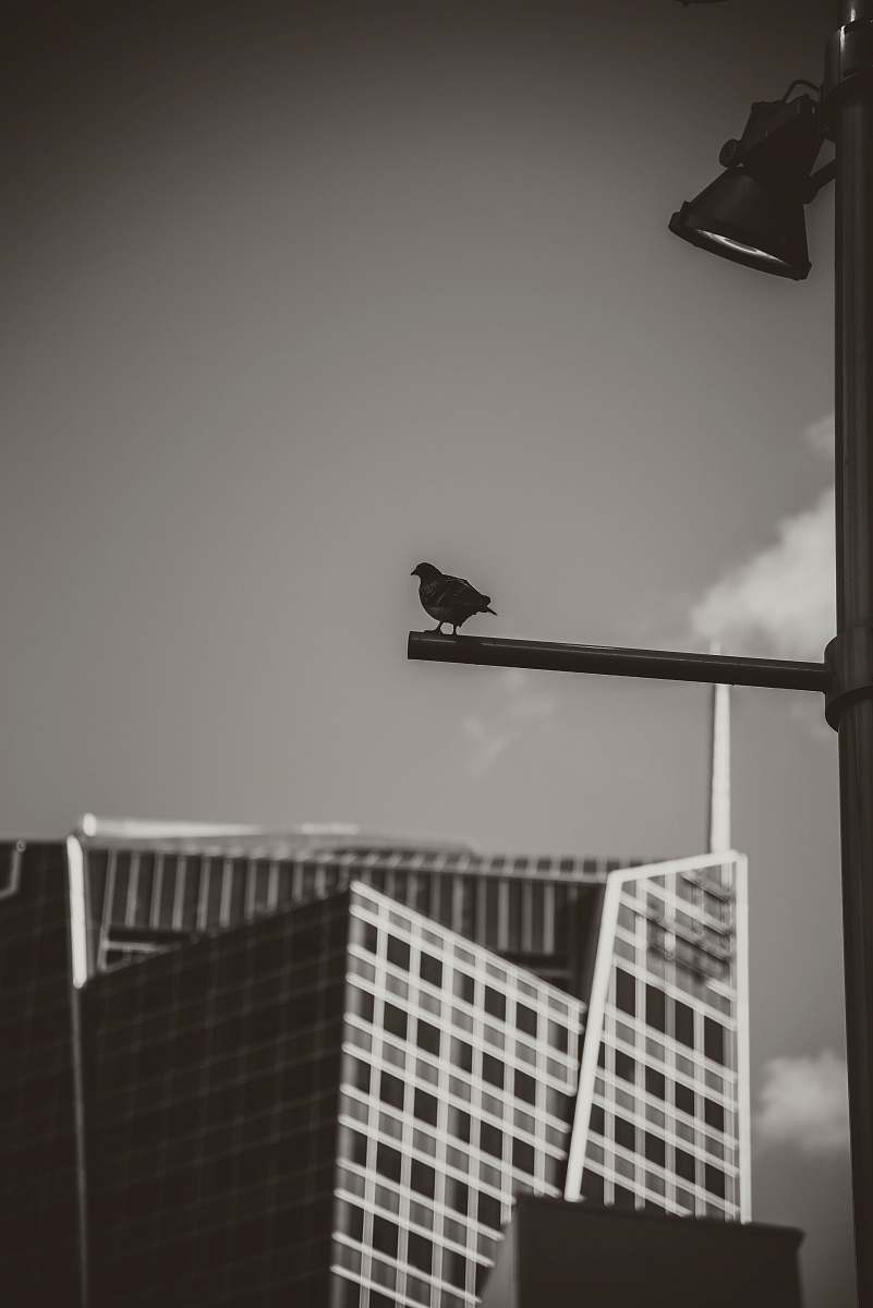 bird black pigeon preaching bar grey