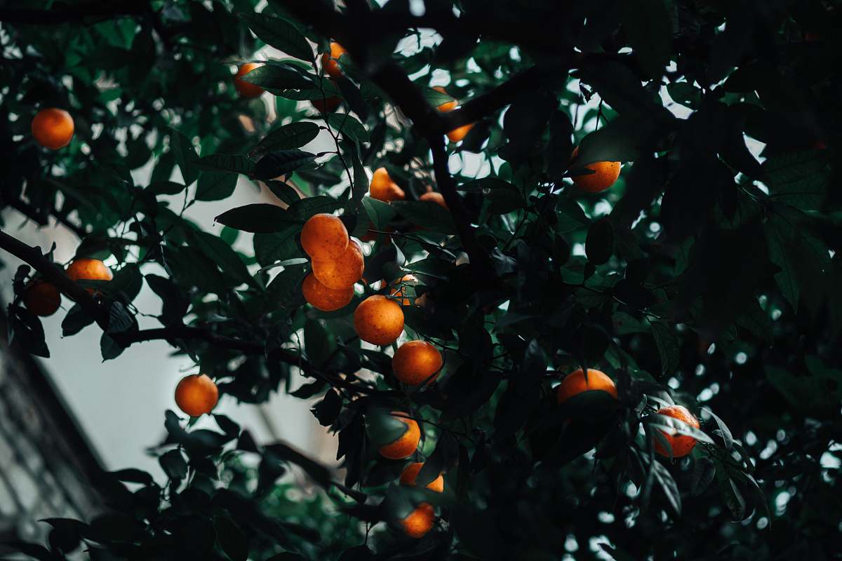 fruit kumquat plant spain