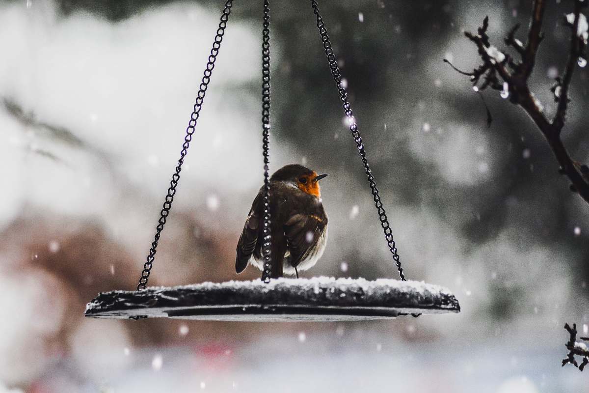 animal bird on scale robin