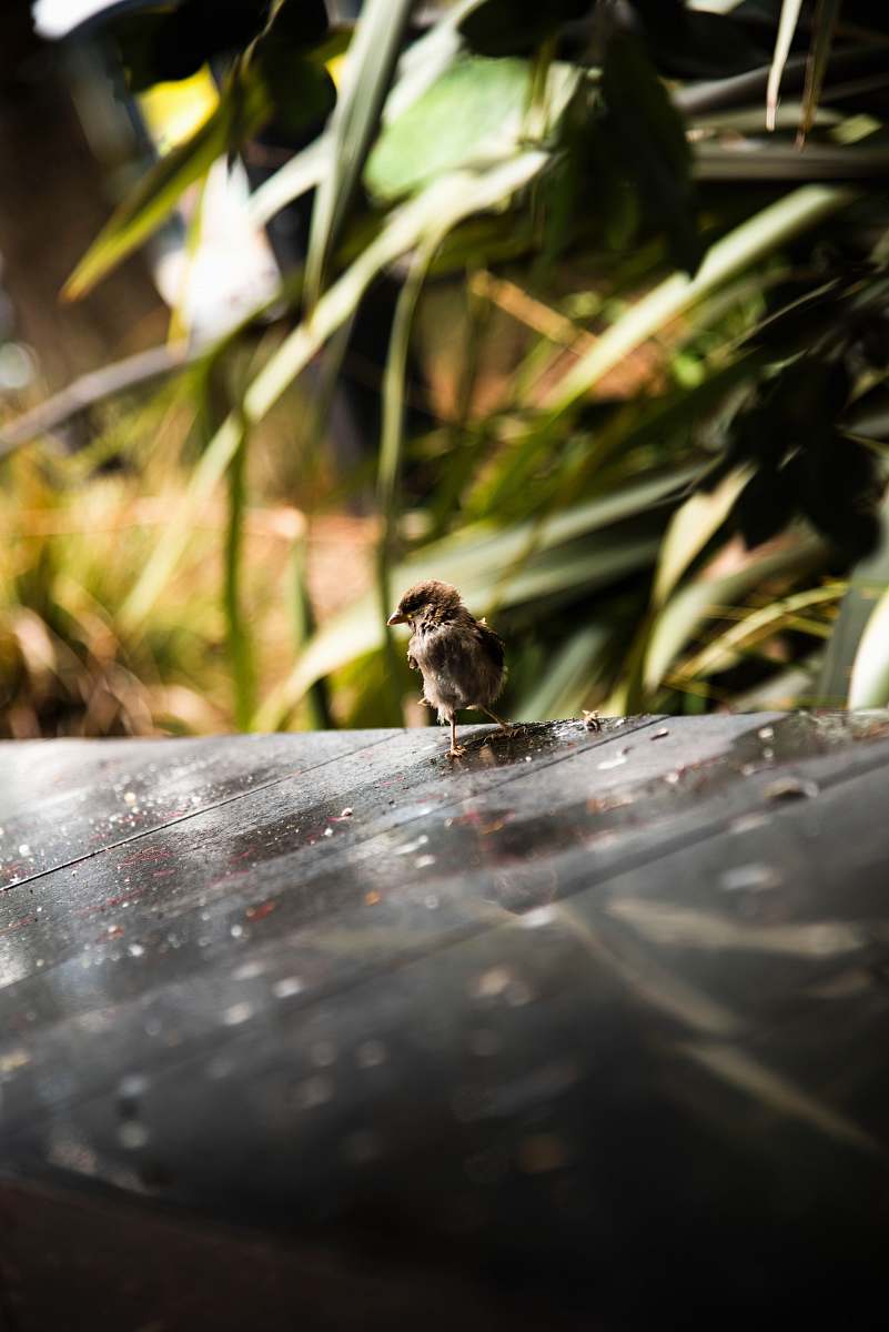 animal brown and white chick standing on brown wood sparrow