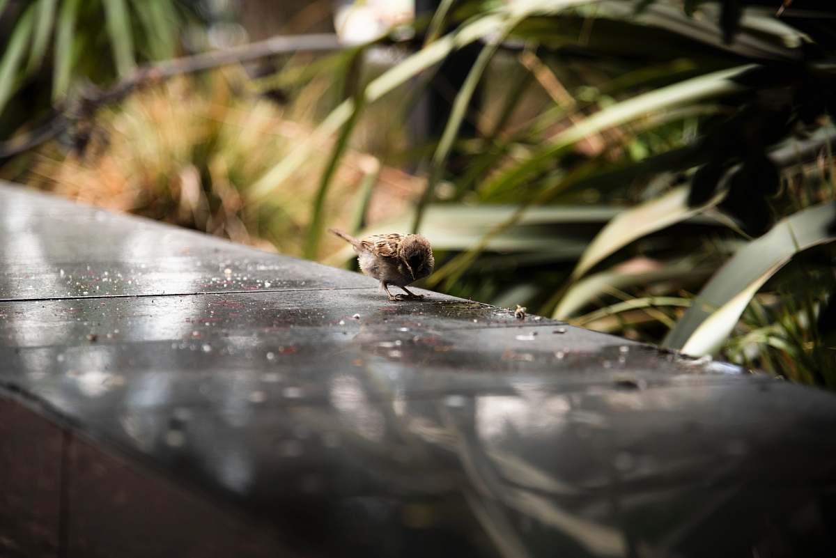 animal brown birds on black marble tiles invertebrate