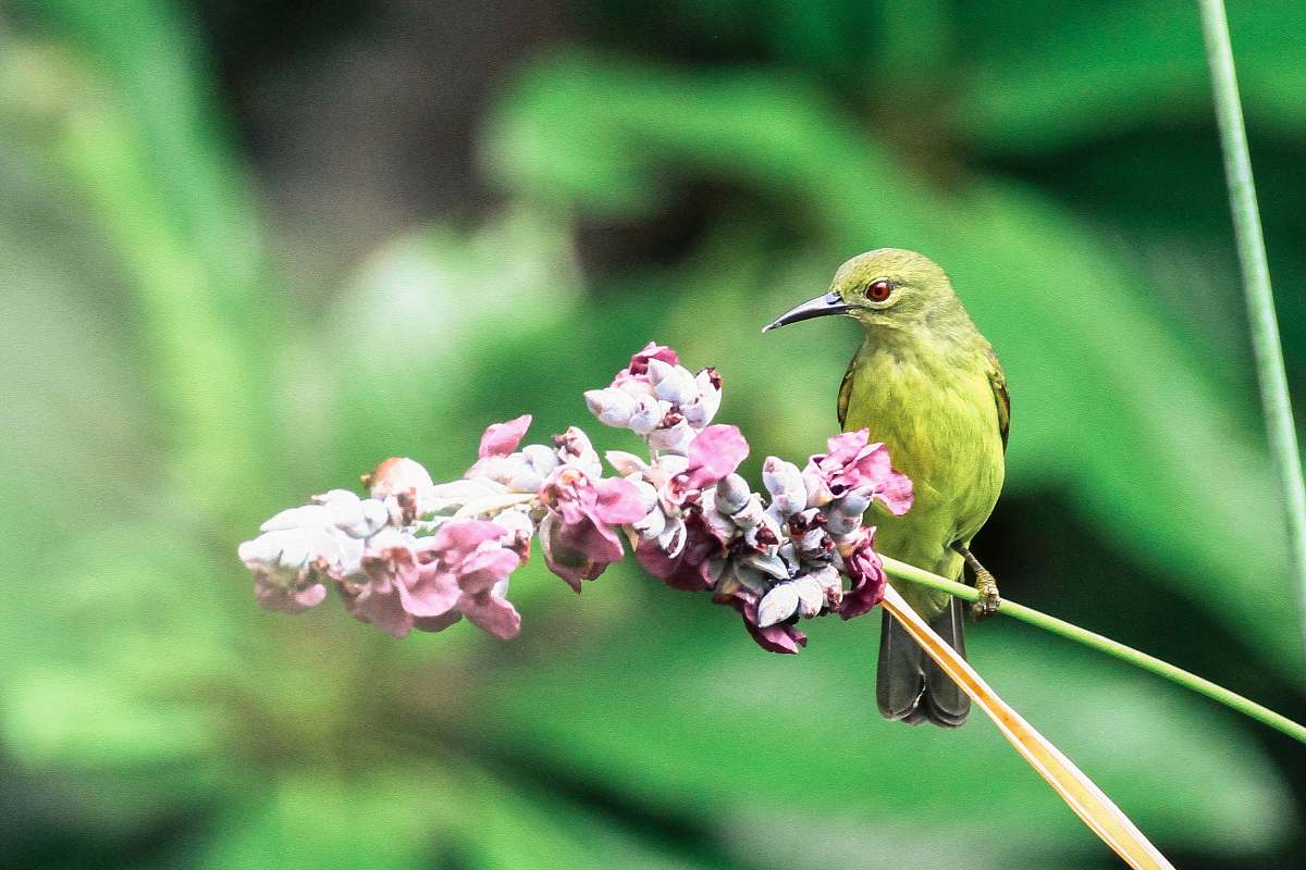 blossom green bird beside the pink flower flower
