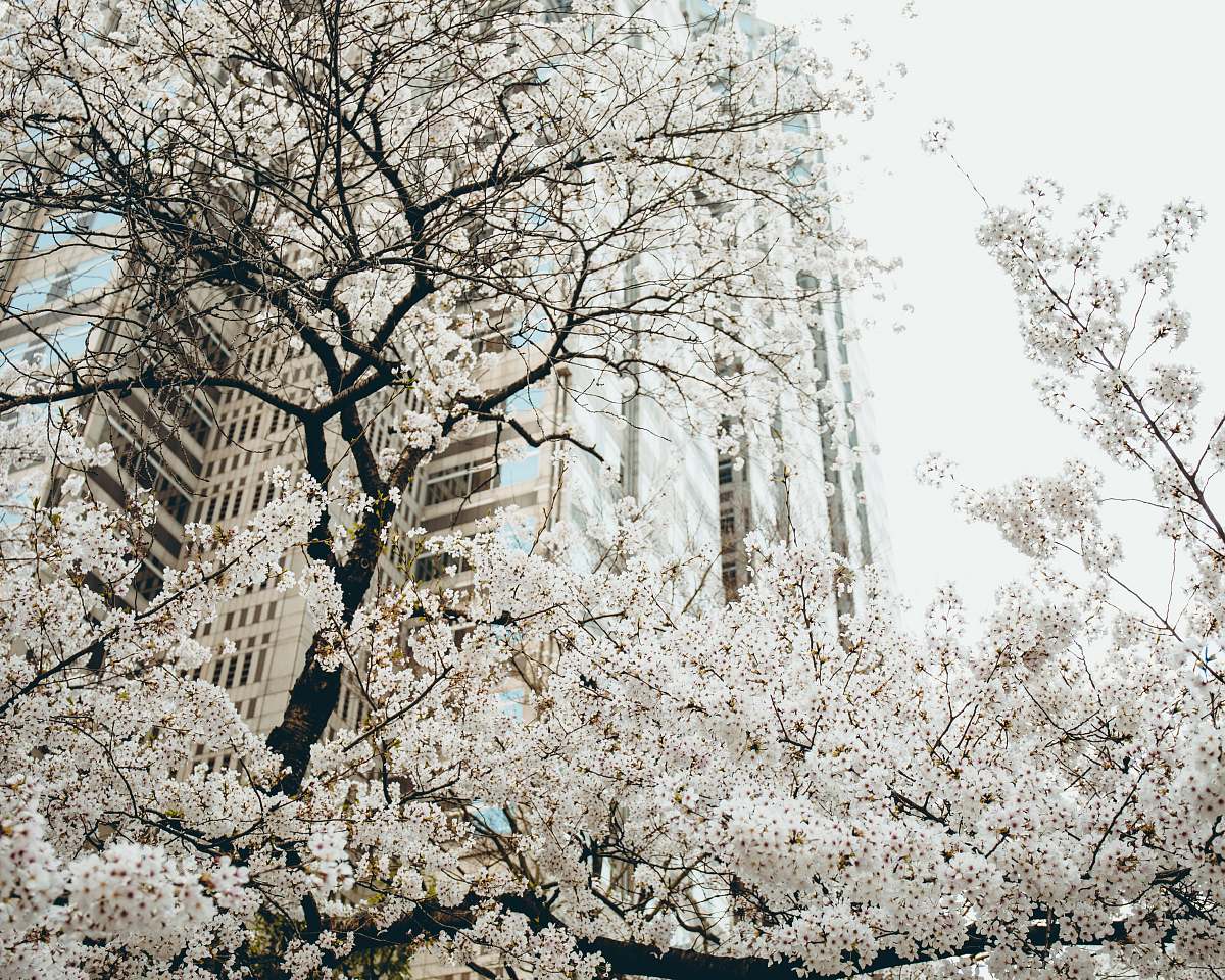 flora low angle photography of white cherry blossom tree flower