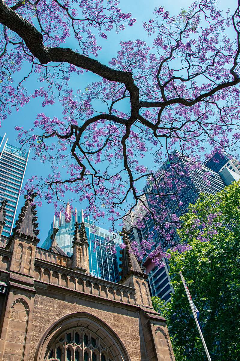 town low-angle photography of purple flowering tree outside a building sydney nsw
