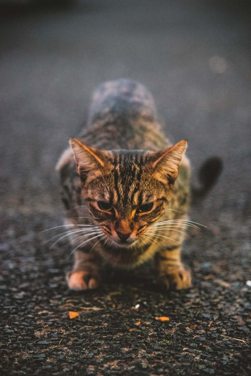mammal gray cat on ground pet