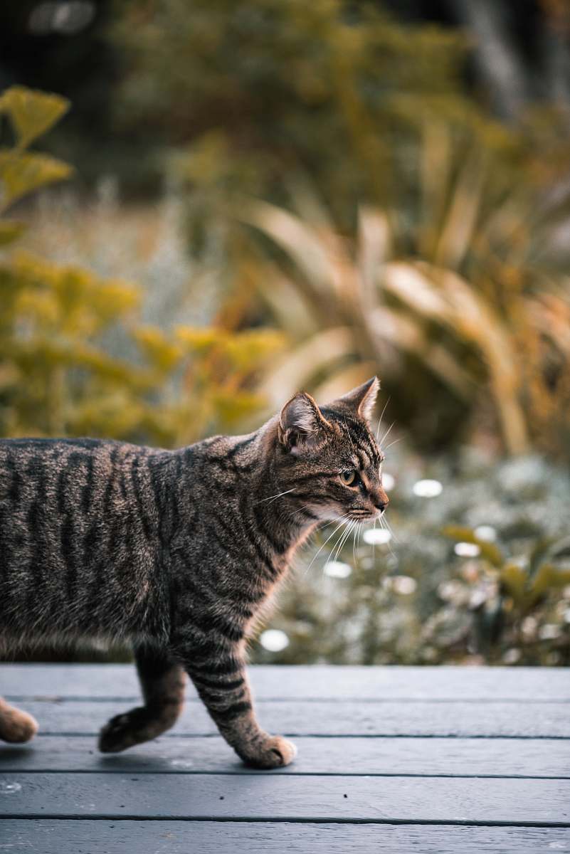 manx selective focus photography of cat walking on floor mammal
