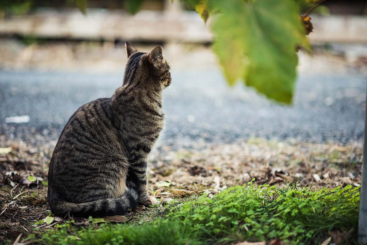 mammal short-fur gray cat beside body of water animal